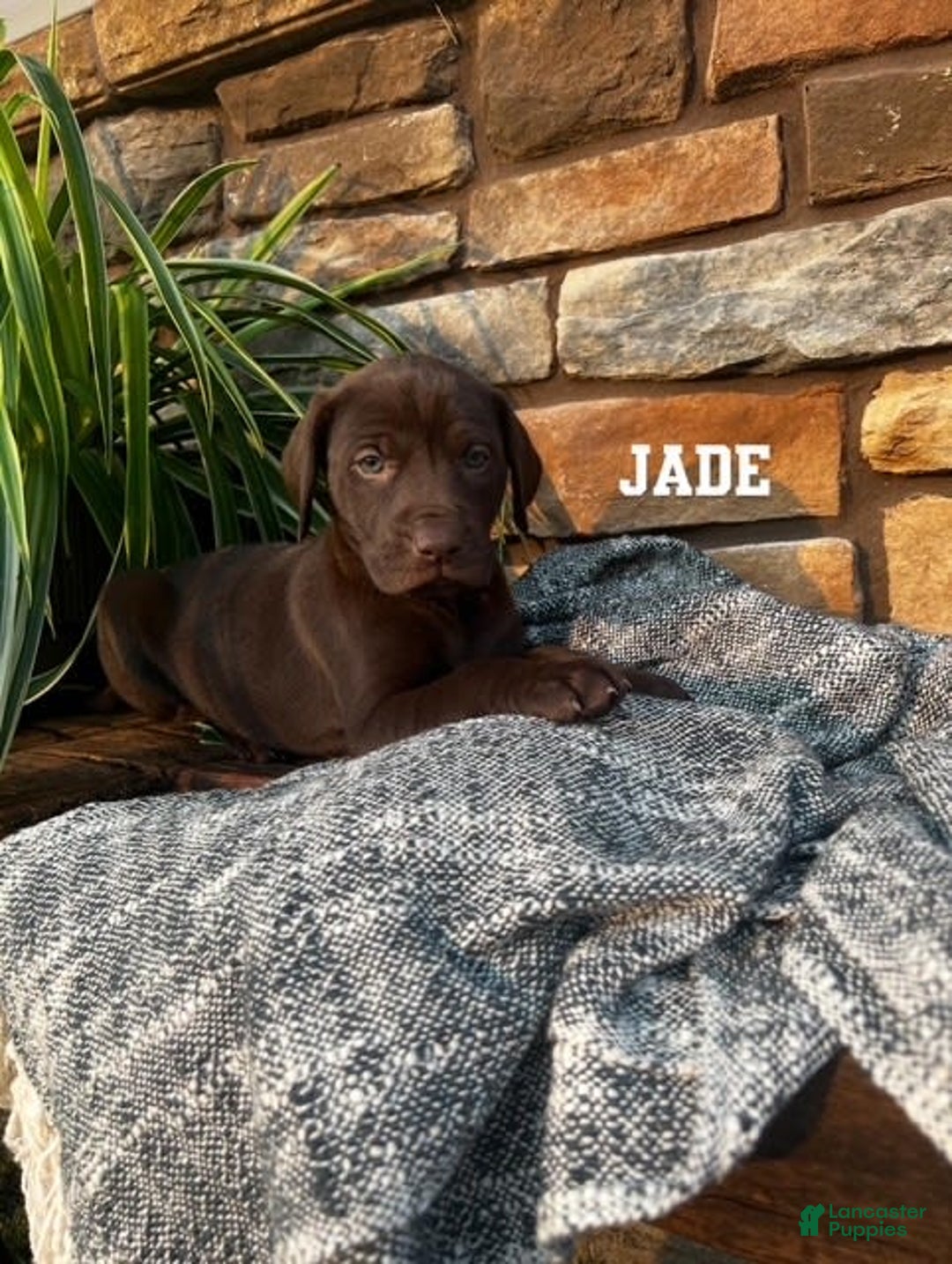German Shorthaired Pointer dogs for sale: Jade - Image 1