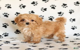 Cavapoo dogs for sale: Alex - Image 13