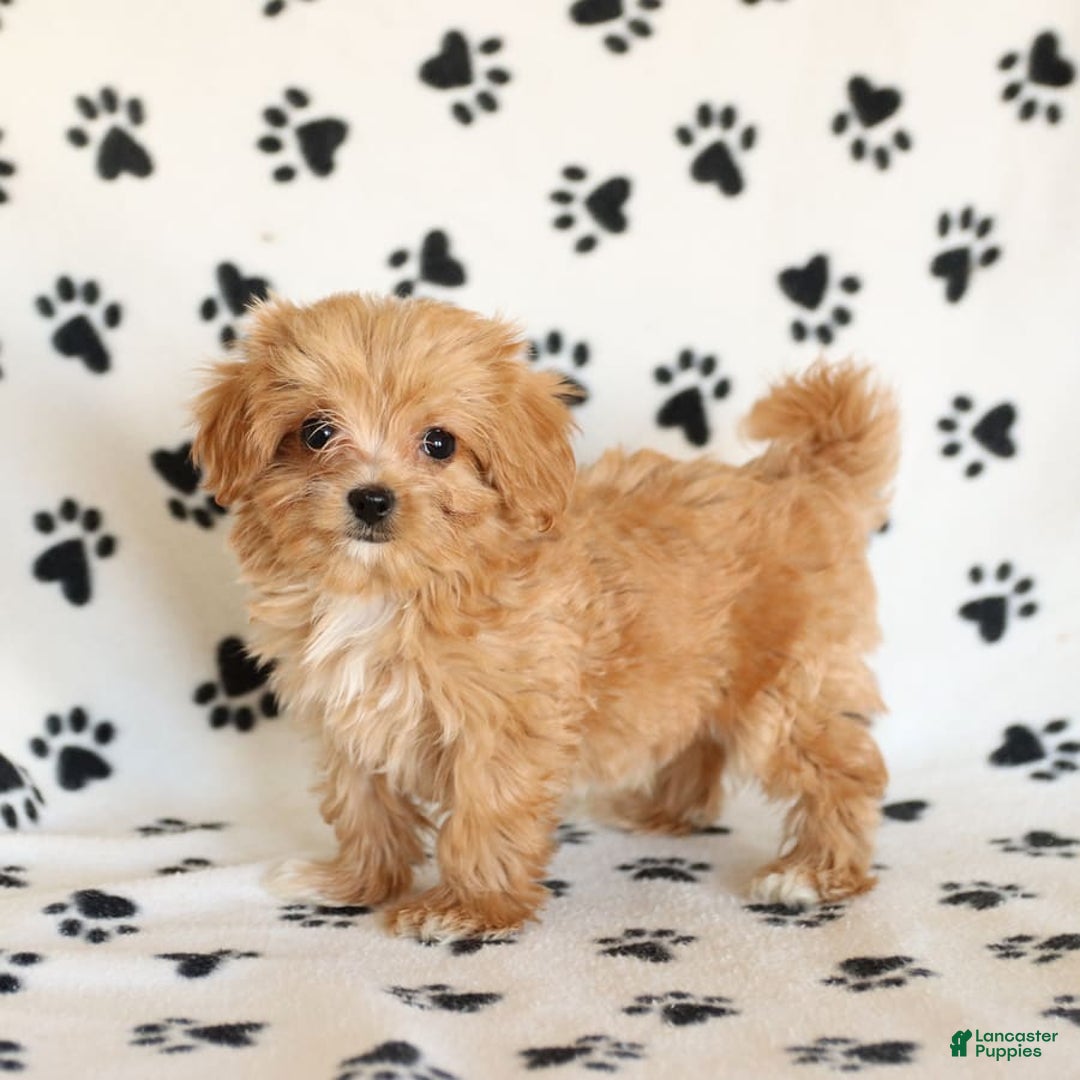 Cavapoo dogs for sale: Alex - Image 13