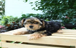 Yorkshire Terrier dogs for sale: Benny - Image 8