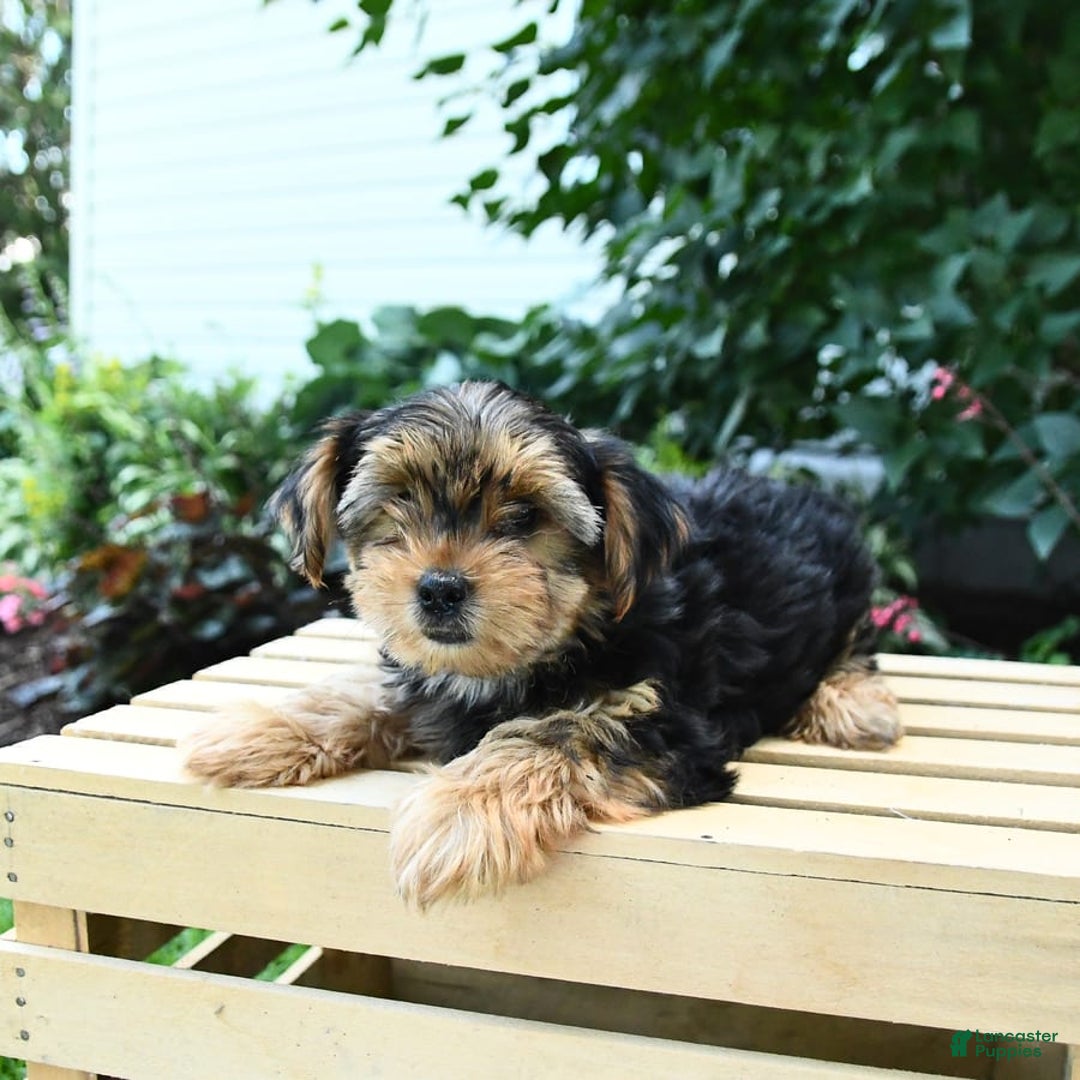 Yorkshire Terrier dogs for sale: Benny - Image 8