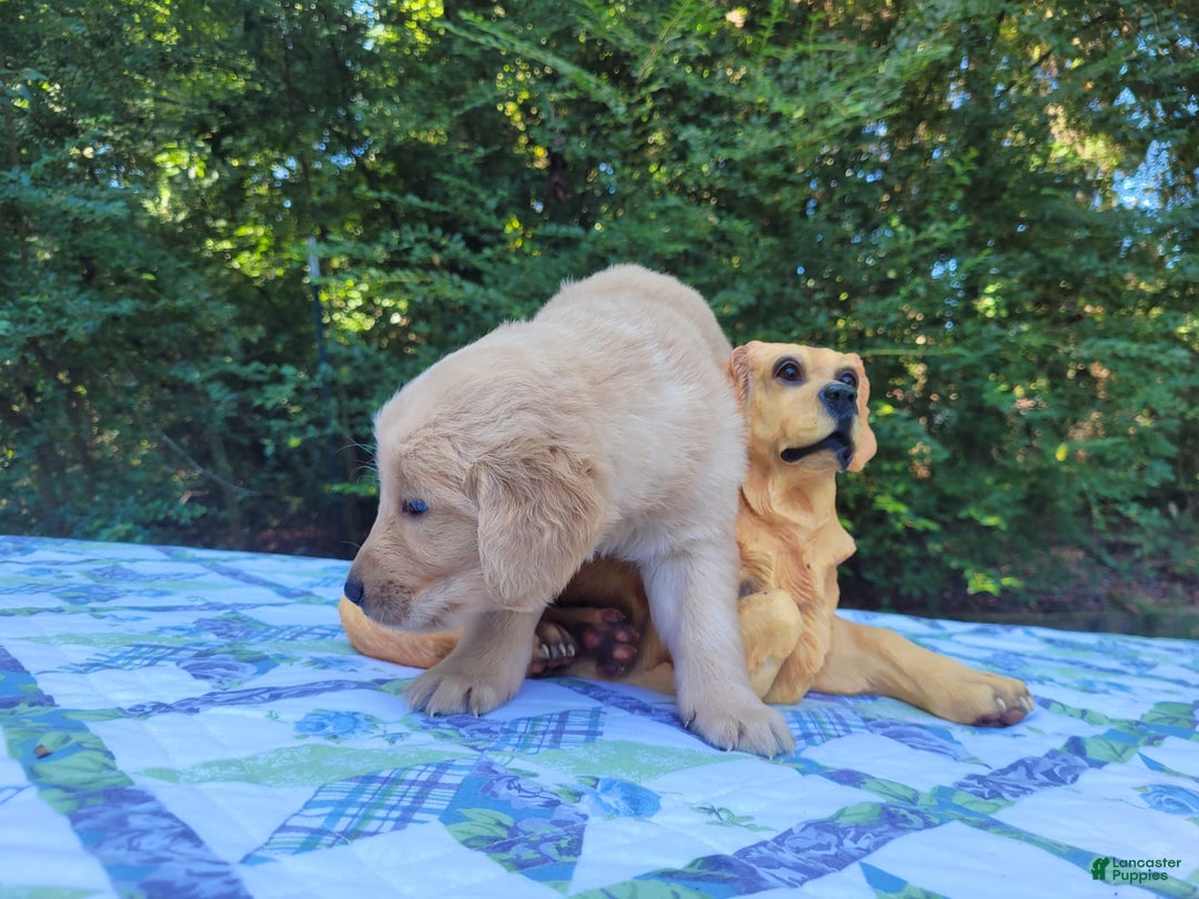 Golden Retriever dogs for sale: Maggie - Image 6