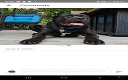 Cane Corso dogs for sale: Cartier - Image 9