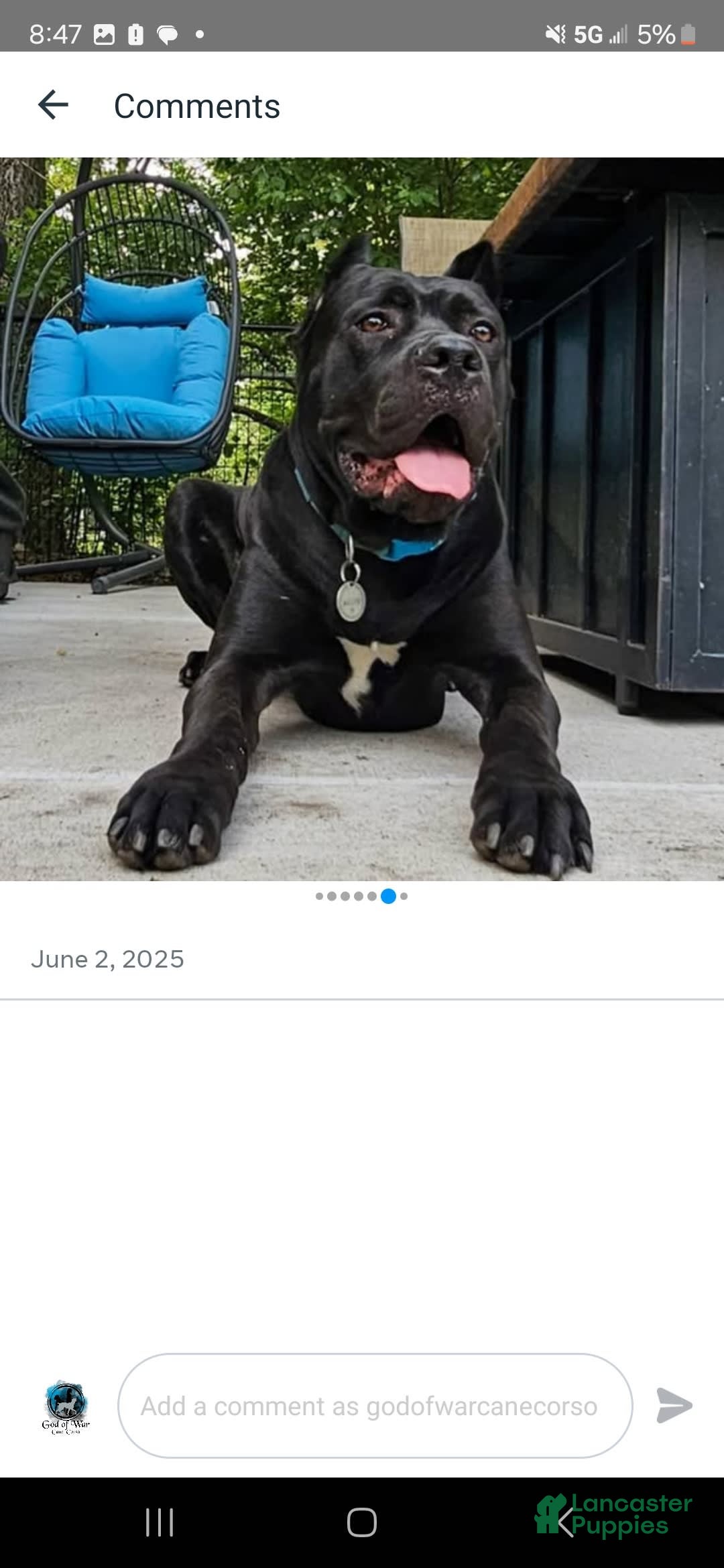 Cane Corso dogs for sale: Cartier - Image 9