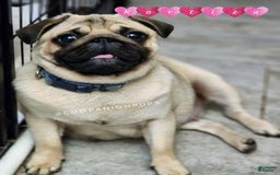 Pug dogs for sale: Runt - Champion Lines - Image 17