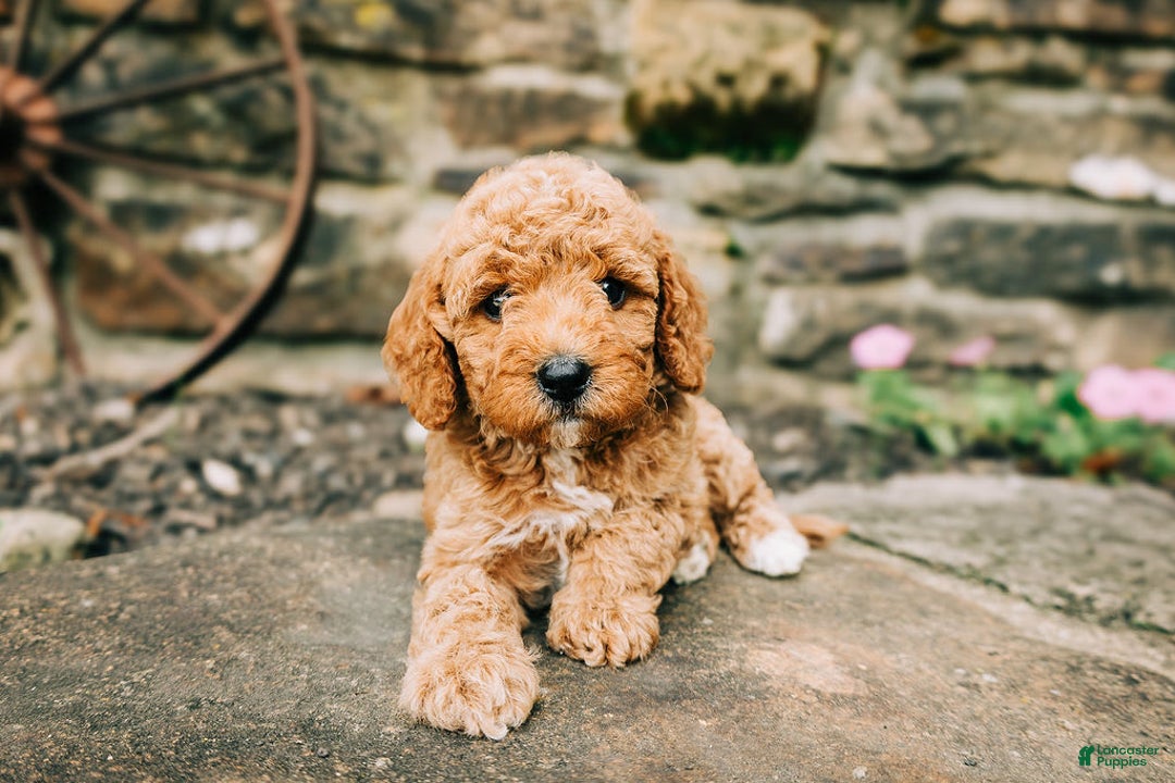 Cavapoo dogs for sale: Leia - Image 5