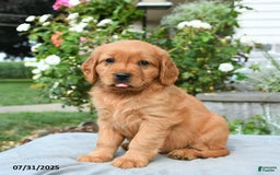 Miniature Golden Retriever dogs for sale: Sydney - Image 1