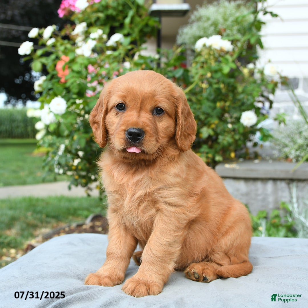 Miniature Golden Retriever dogs for sale: Sydney - Image 1
