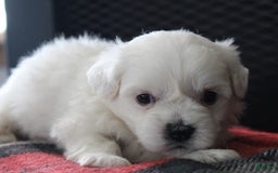 Teddy Bear dogs for sale: Heather - Image 1