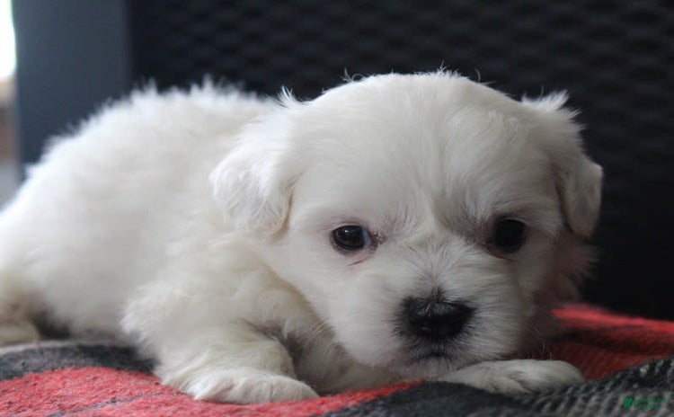 Teddy Bear dogs for sale - Ad 4