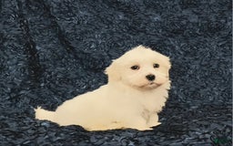 Havanese dogs for sale: Hank - Image 1