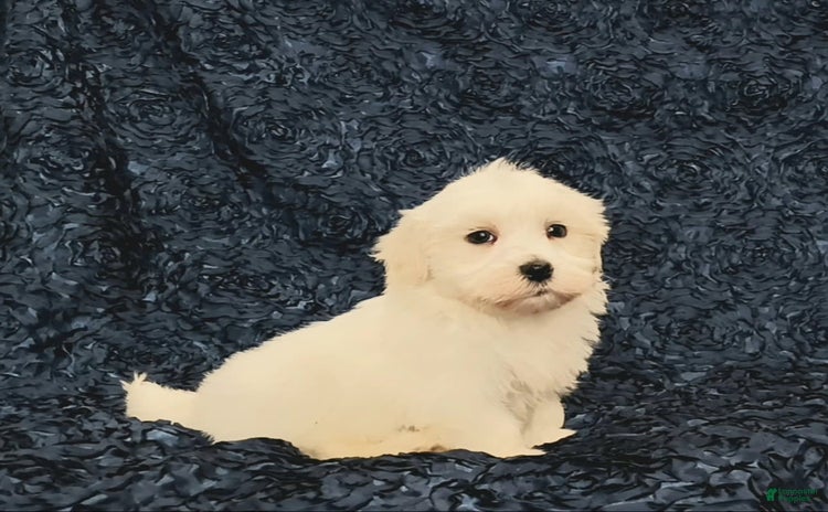 Havanese dogs for sale - Ad 4