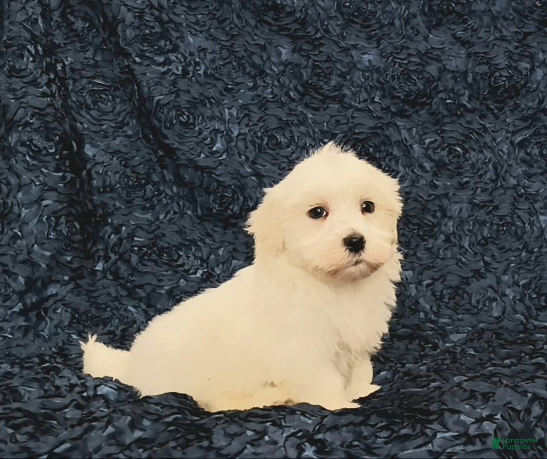 Havanese dogs for sale: Hank - Image 1