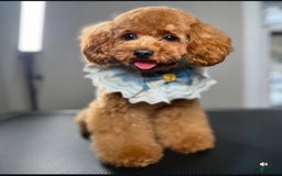 Toy Poodle dogs for sale: Dream - Image 14