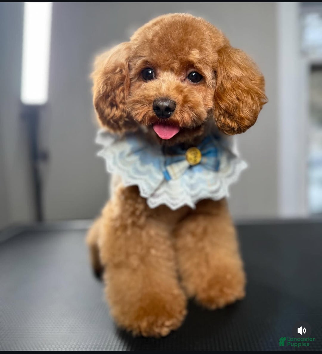 Toy Poodle dogs for sale: Dream - Image 14