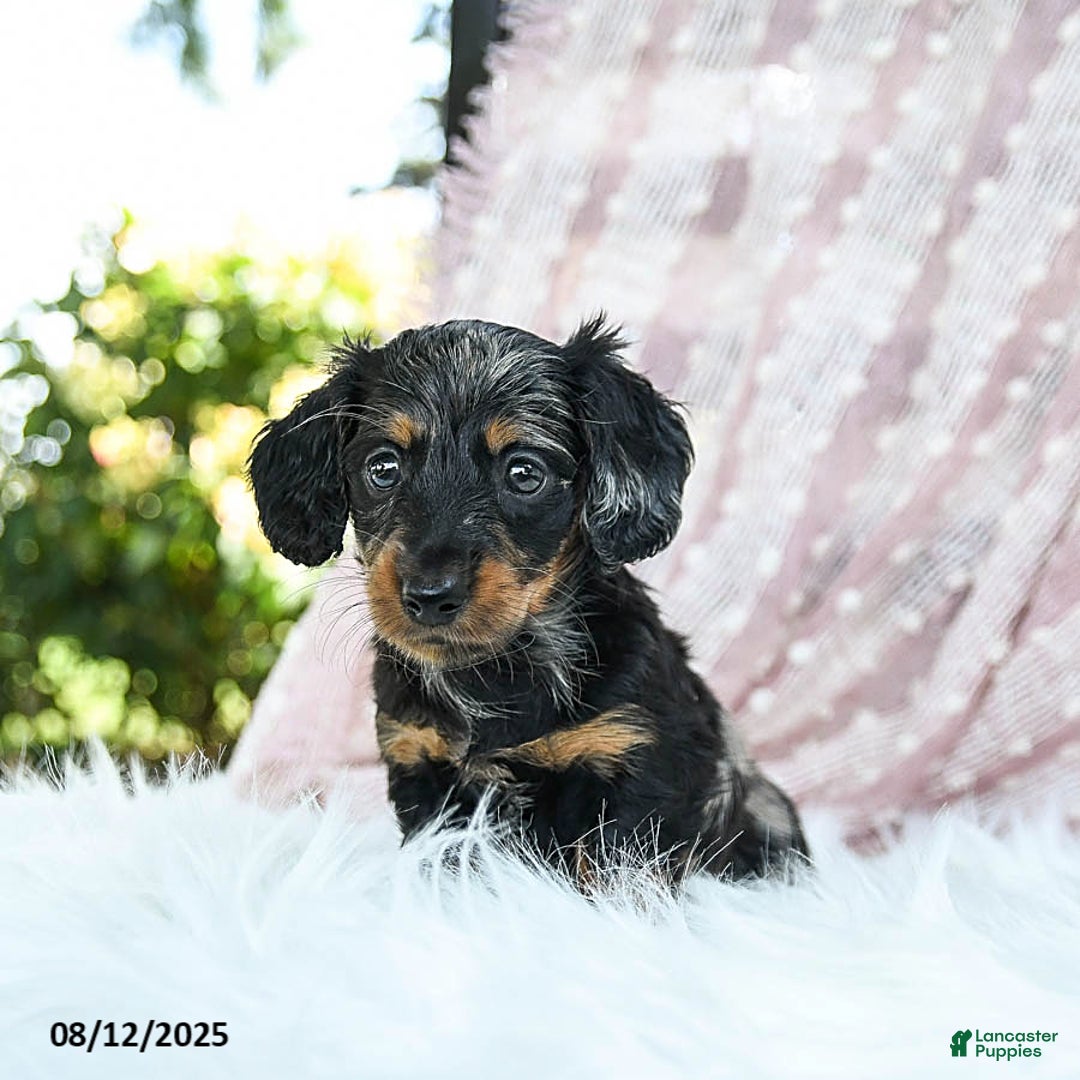 Miniature Dachshund dogs for sale: Pixie - Image 2