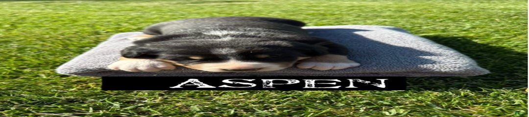 Aspen