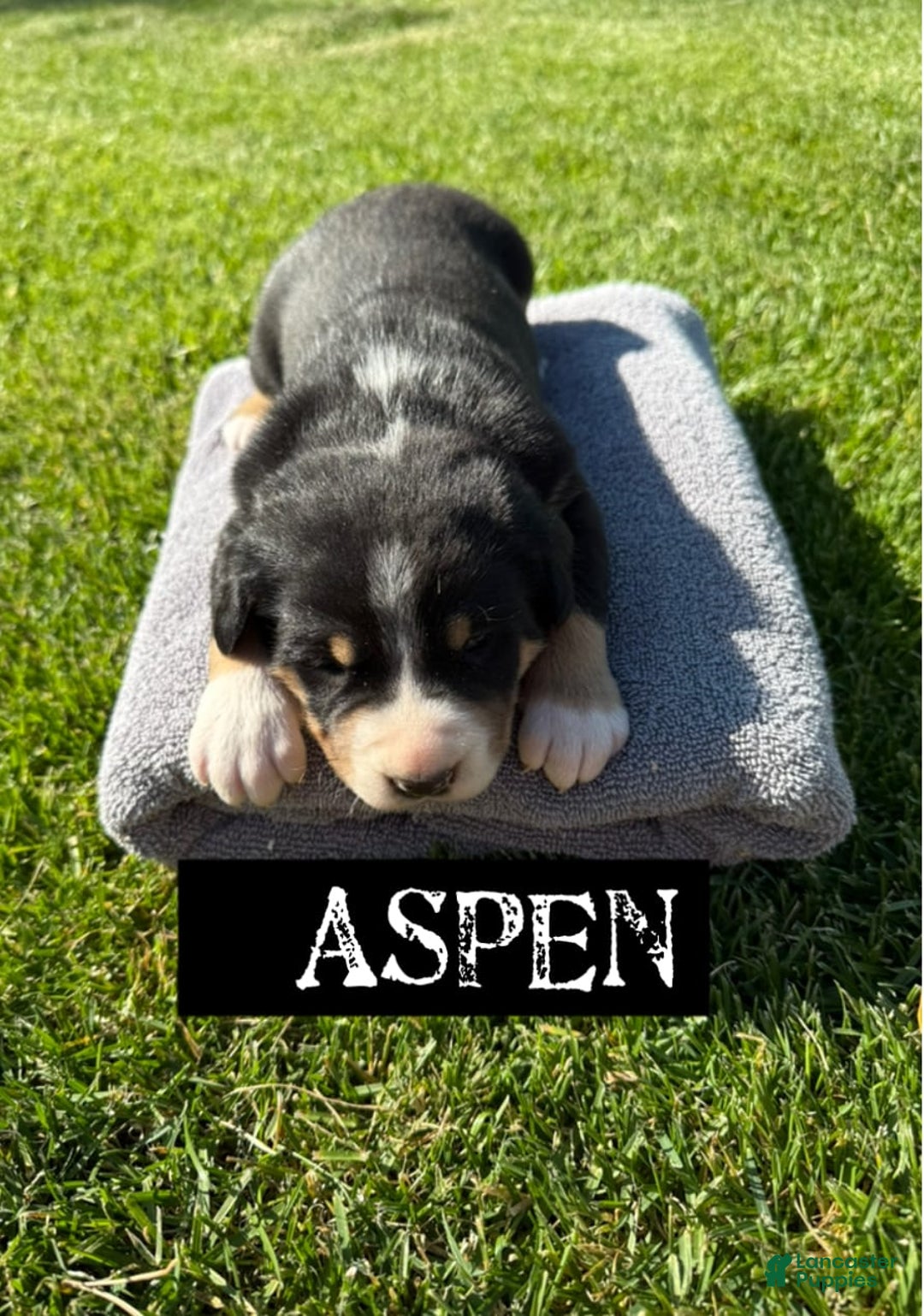Greater Swiss Mountain Dog dogs for sale: Aspen - Image 1