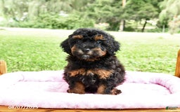Miniature Poodle dogs for sale: Eddie - Image 5