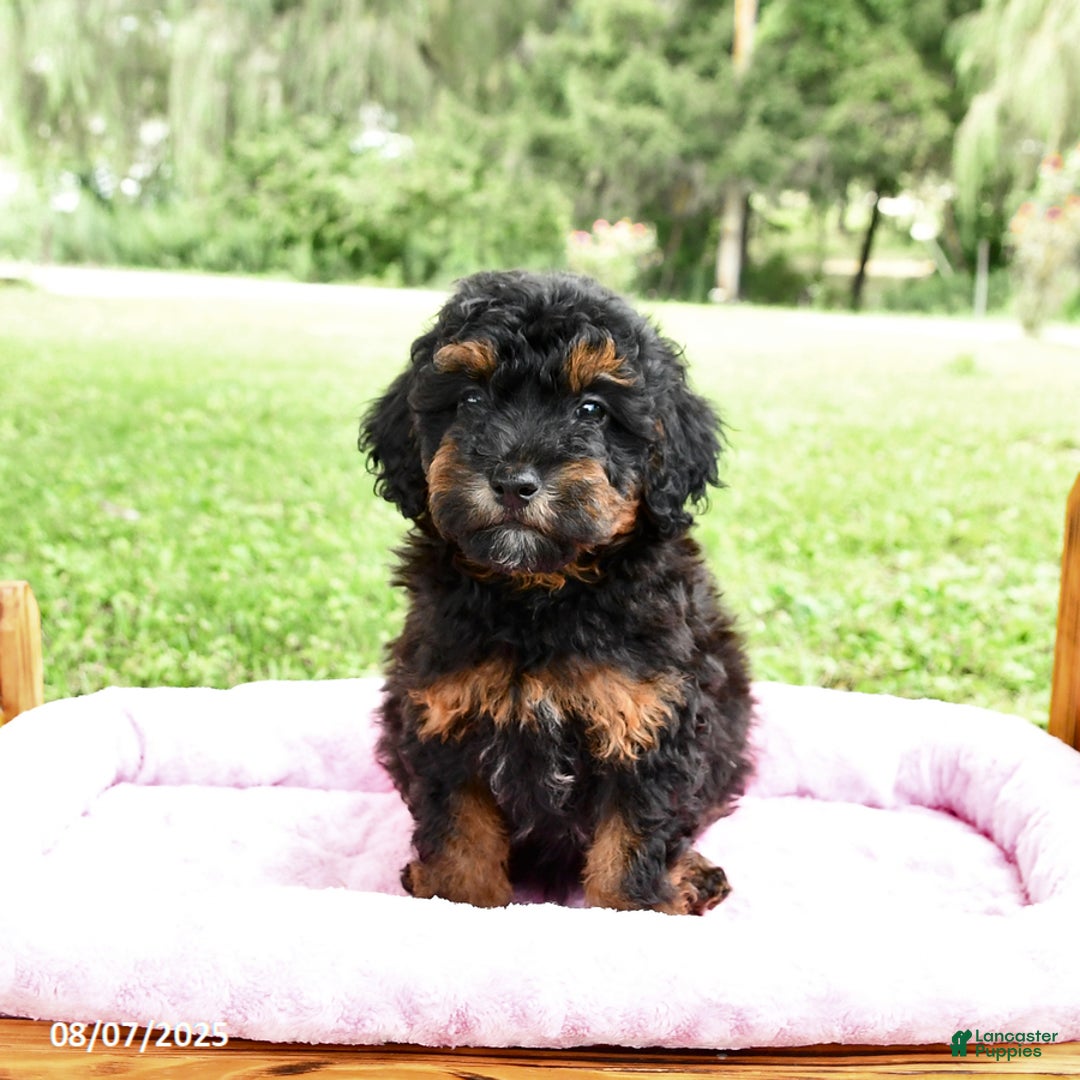 Miniature Poodle dogs for sale: Eddie - Image 5
