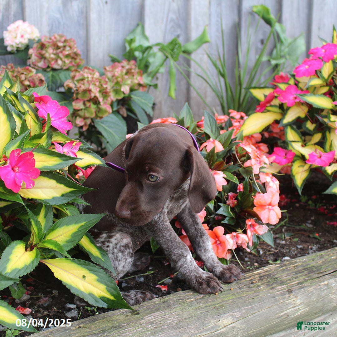 German Shorthaired Pointer dogs for sale: Lucy - Image 5
