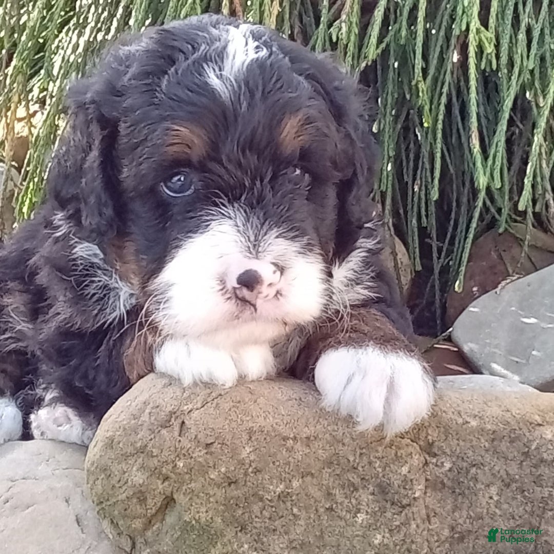 Mini Bernedoodle dogs for sale: Rambo - Image 28