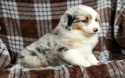 Australian Shepherd dogs for sale: Buddy - Image 3
