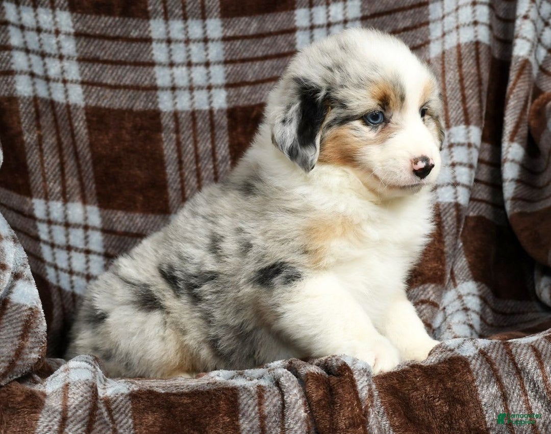 Australian Shepherd dogs for sale: Buddy - Image 3