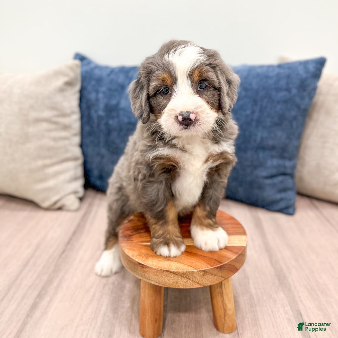 Mini Bernedoodle dogs for sale: Archie - Image 10