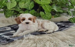 Cockapoo dogs for sale: Daisy - Image 1