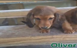 Miniature Dachshund dogs for sale: Miniature Dachshund 4 puppies - Image 9