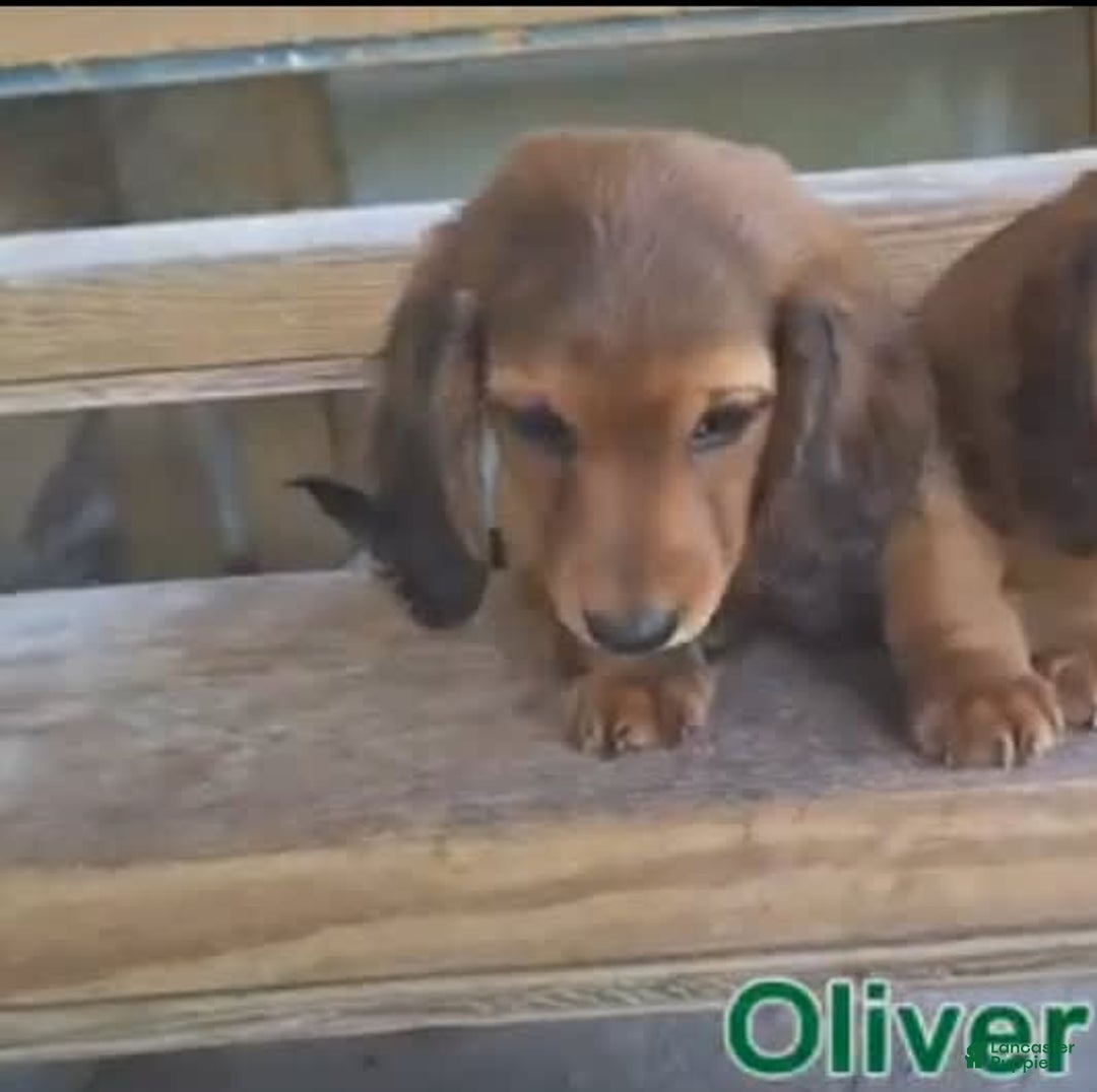 Miniature Dachshund dogs for sale: Miniature Dachshund 4 puppies - Image 9