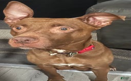 American Pit Bull Terrier dogs for sale: Pitsky Puppy - Image 2