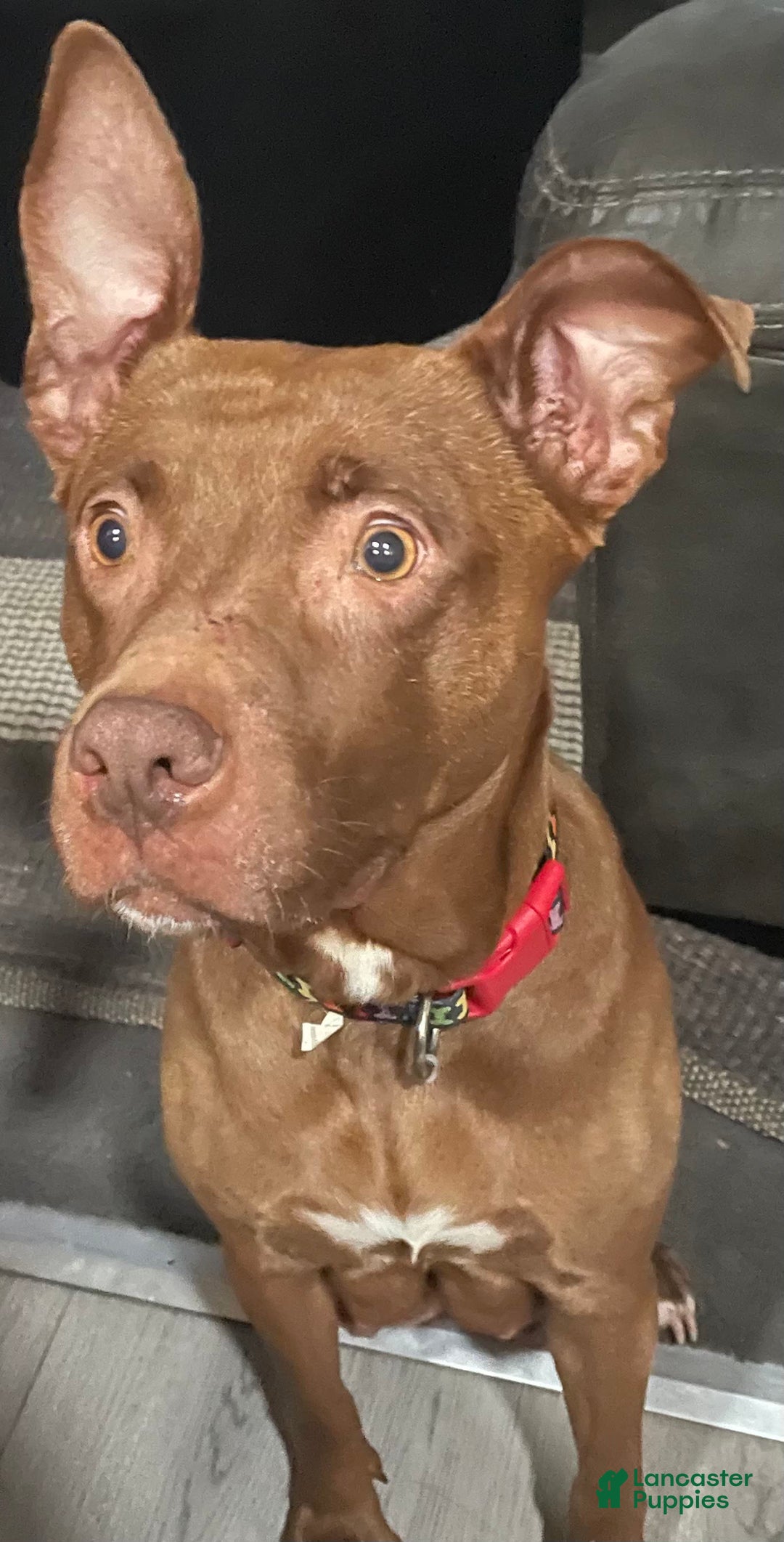 American Pit Bull Terrier dogs for sale: Pitsky Puppy - Image 2