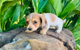 Miniature Dachshund dogs for sale: Reba LH - Image 2