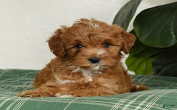 Cavapoo dogs for sale: Rocky - Image 9