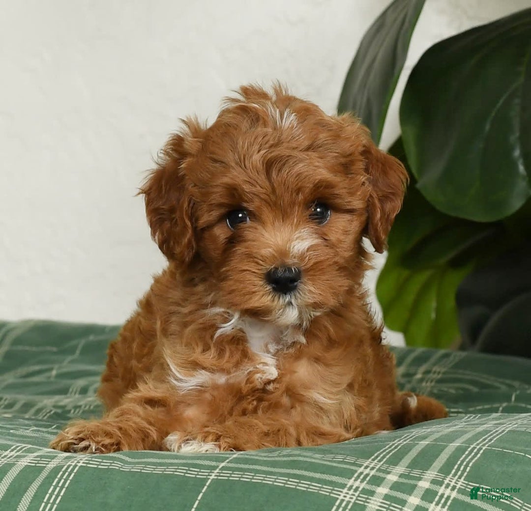 Cavapoo dogs for sale: Rocky - Image 9