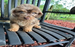 Mini Aussiedoodle dogs for sale: Ringo - Image 12