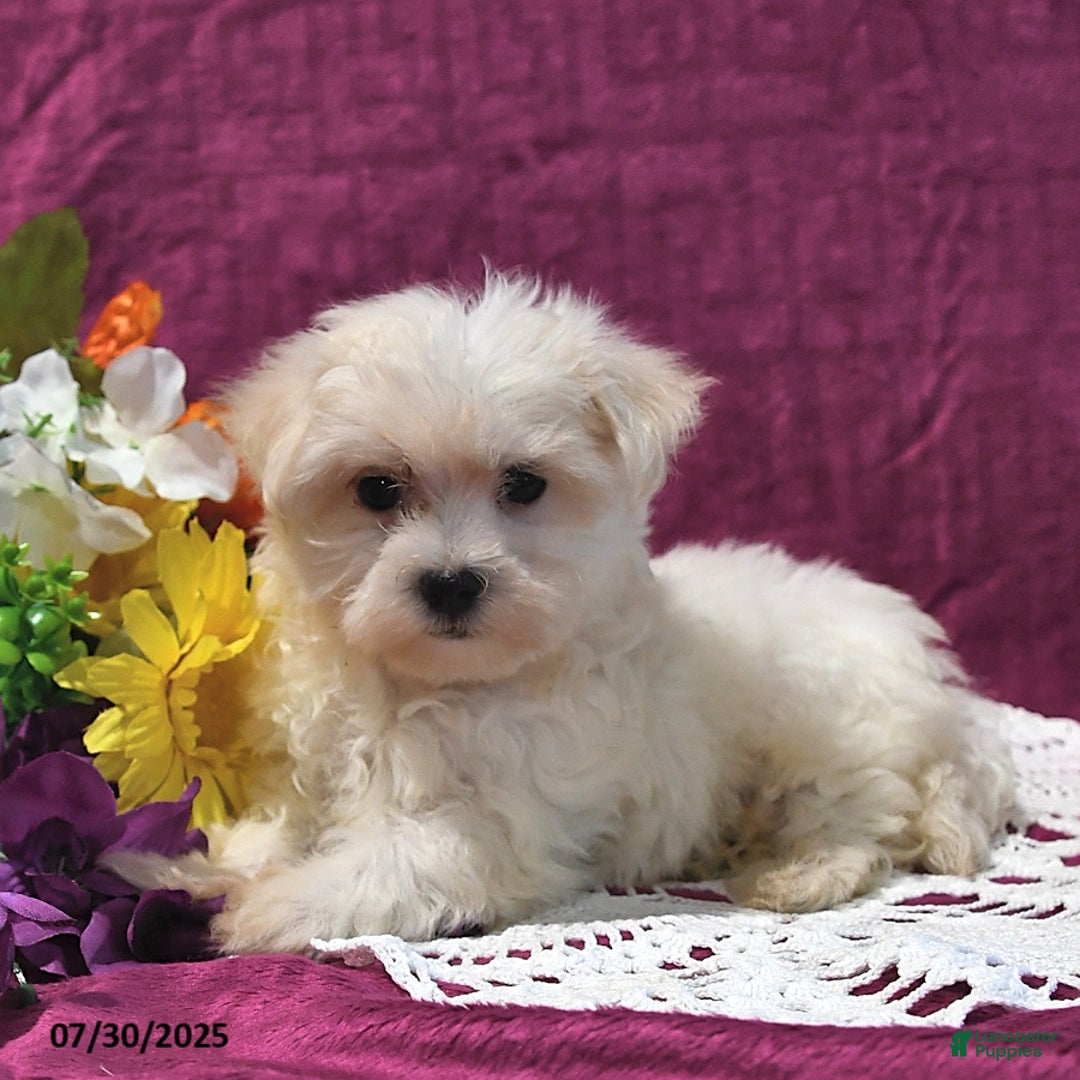 Maltese dogs for sale: Gus - Image 5