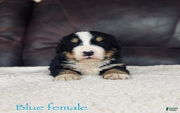 Bernese Mountain Dog dogs for sale: Ch European - Bernese Female - Image 3