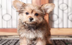 Yorkiepoo dogs for sale: luna - Image 2