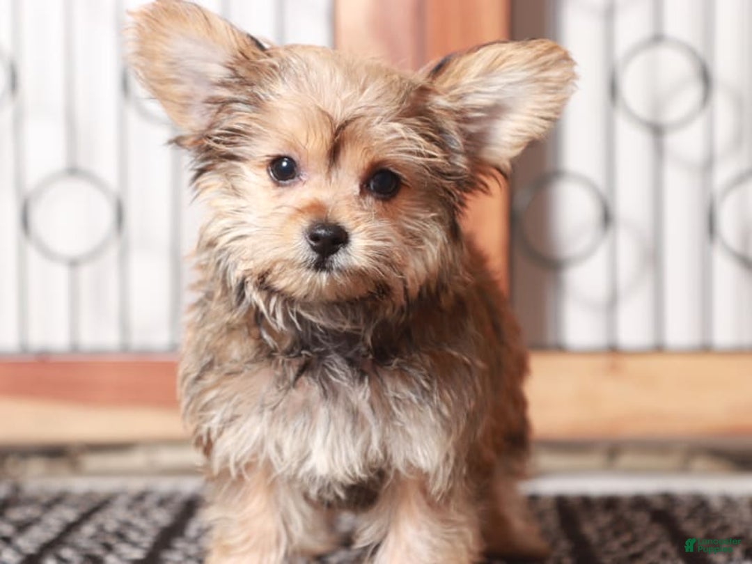 Yorkiepoo dogs for sale: luna - Image 2