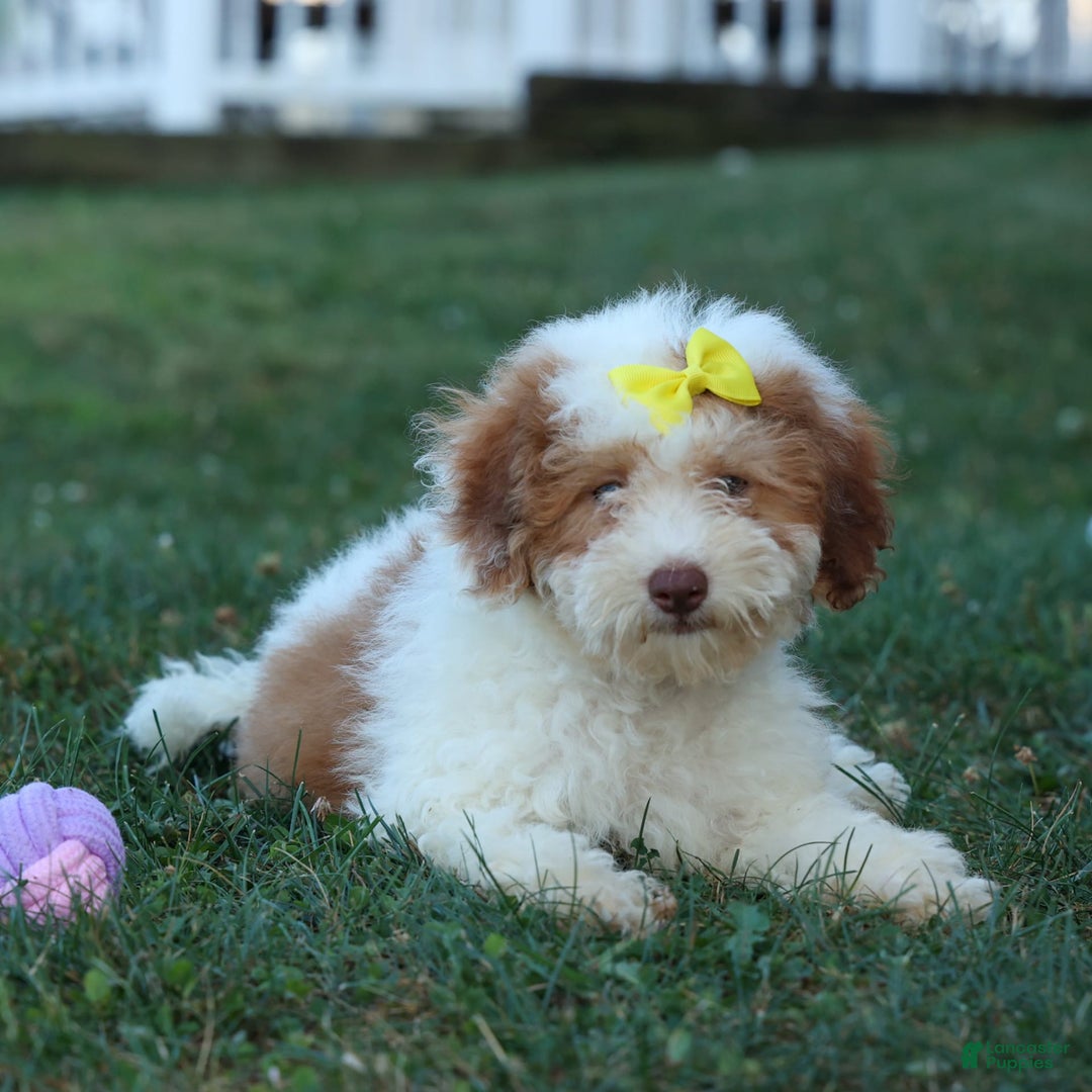 Cavachon dogs for sale: ECHO - Image 4