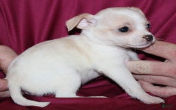 Chihuahua dogs for sale: Ivar - Image 7