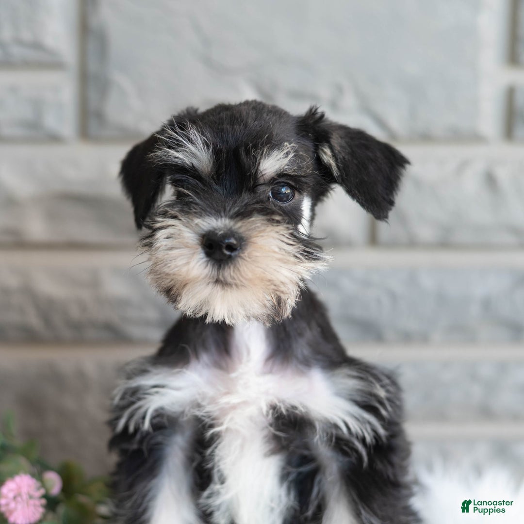 Miniature Schnauzer dogs for sale: Jojo - Image 1