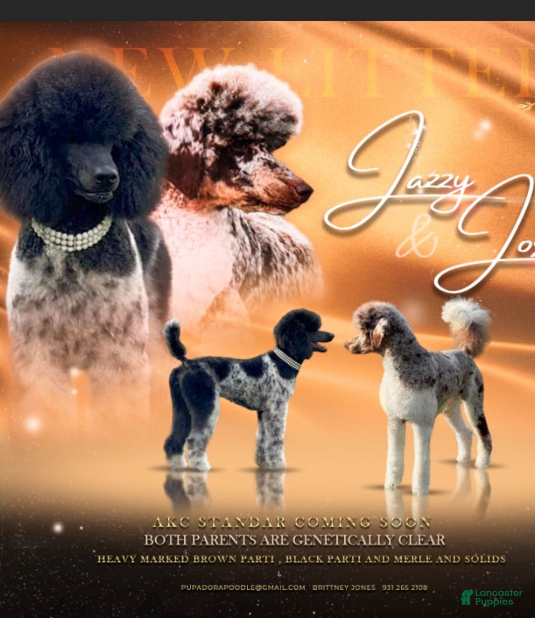 Standard Poodle dogs for sale: Crown - Image 5