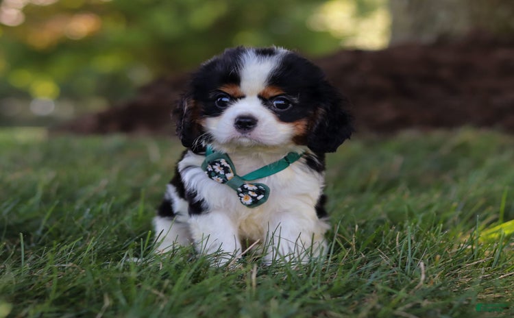 Cavalier King Charles Spaniel dogs for sale - Ad 4