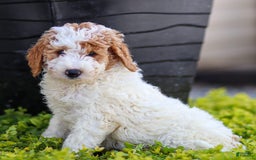 Standard Poodle dogs for sale: Rogan - Image 7