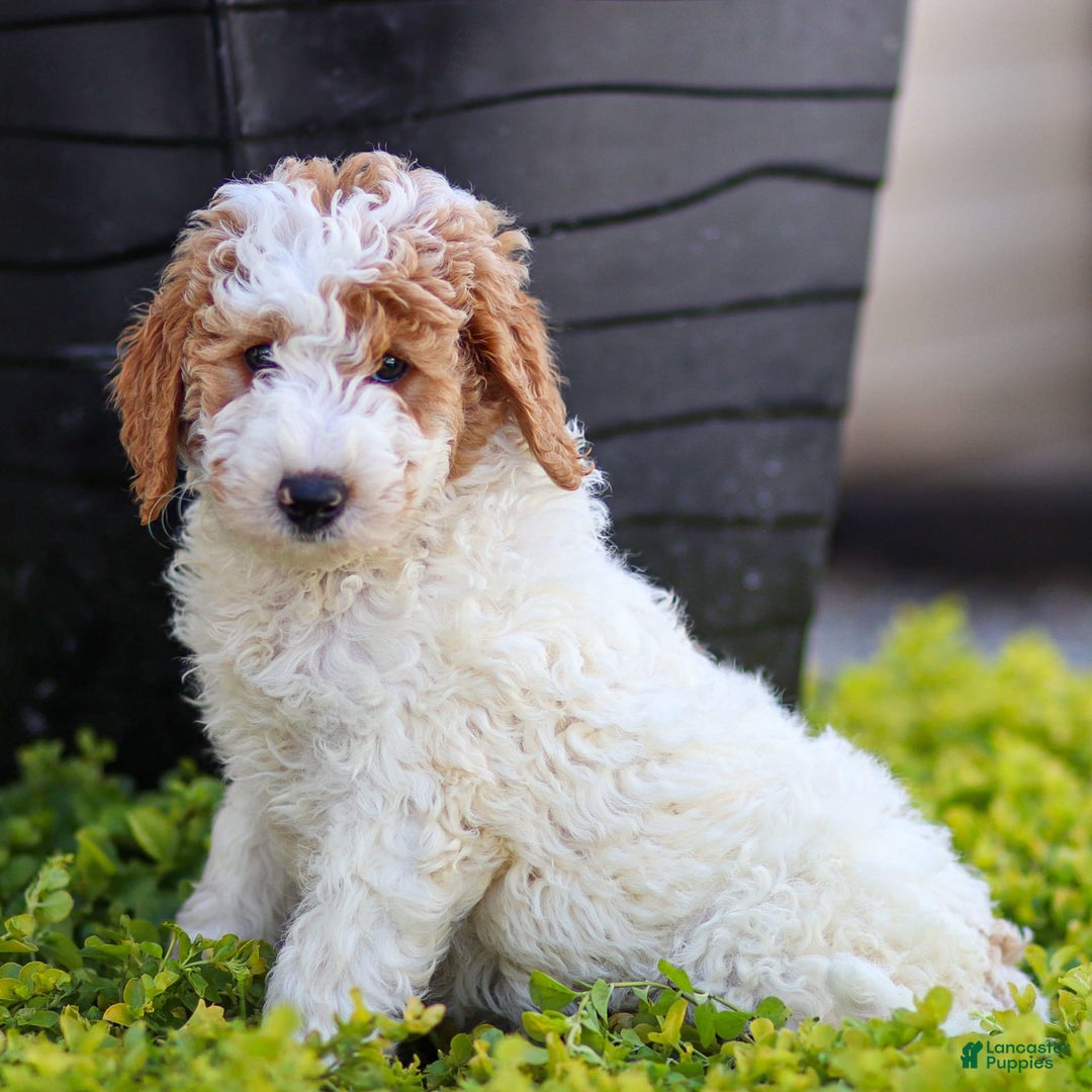 Standard Poodle dogs for sale: Rogan - Image 7