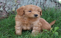 Mini Goldendoodle dogs for sale: Aubrey - Image 8